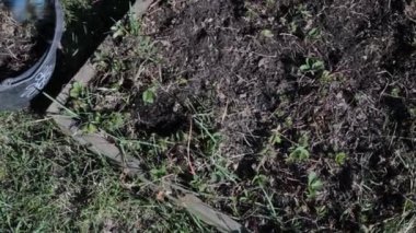 Bahçe otunun doğası, bahçıvanlık hobisi.