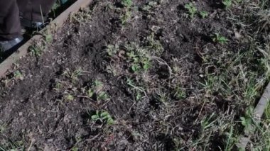 Bahçe otunun doğası, bahçıvanlık hobisi.