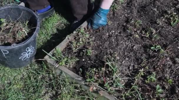 Garten Unkraut Frühling Natur Gärtnern Als Hobby — Stockvideo