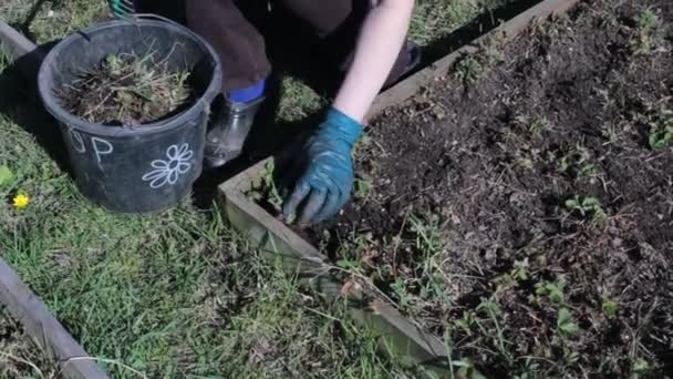 Zahradní Plevel Jarní Příroda Zahradničení Jako Koníček — Stock video