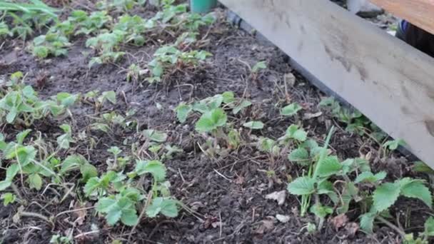 Garden Weed Spring Nature Gardening Hobby — Stock Video