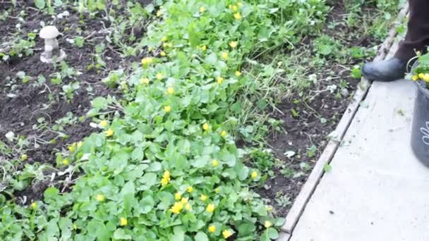 Garden Weed Spring Nature Gardening Hobby — Stock Video