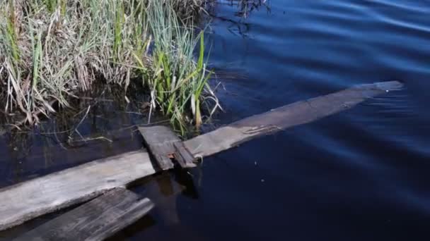 Pemandangan Oleh Danau Air Biru Yang Indah — Stok Video