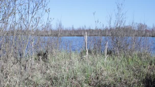 Paysage Bord Lac Belle Eau Bleue — Video