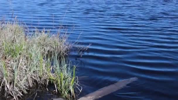 Paysage Bord Lac Belle Eau Bleue — Video