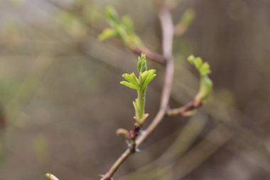 İlkbaharın başında, ağaçlarda tomurcuklar açılır, lütler yeşile döner ve doğa uyanır.