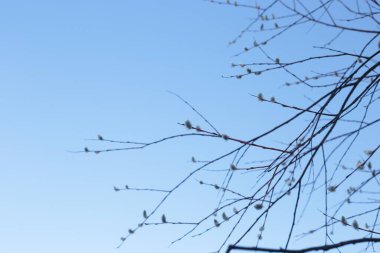 İlkbaharın başında, ağaçlarda tomurcuklar açılır, lütler yeşile döner ve doğa uyanır.
