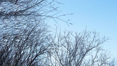 İlkbaharın başında, ağaçlarda tomurcuklar açılır, lütler yeşile döner ve doğa uyanır.