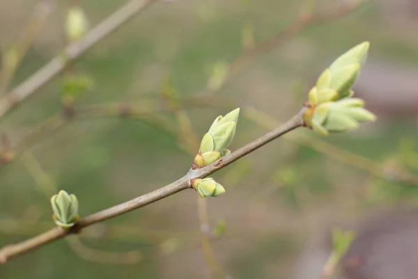 Comienzo Primavera Brotes Los Árboles Abiertos Laúdes Vuelven Verdes Naturaleza — Foto de Stock