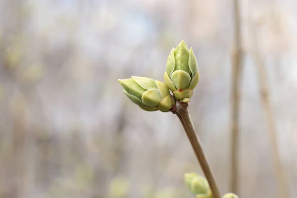 Inizio Della Primavera Germogli Sugli Alberi Aperti Liuti Diventano Verdi — Foto Stock