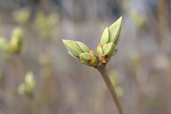 Inizio Della Primavera Germogli Sugli Alberi Aperti Liuti Diventano Verdi — Foto Stock