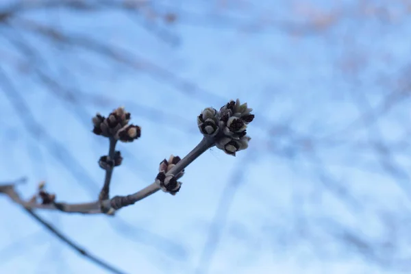 春天的开始 树上的芽开放了 琵琶变成了绿色 大自然也醒来了 — 图库照片