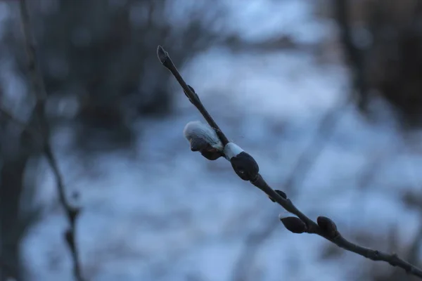 Początek Wiosny Pąki Drzewach Otwarte Lutnie Zielone Natura Budzi Się — Zdjęcie stockowe