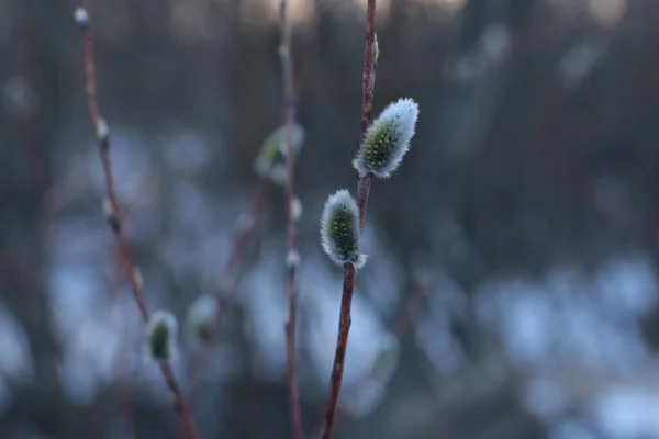 Comienzo Primavera Brotes Los Árboles Abiertos Laúdes Vuelven Verdes Naturaleza — Foto de Stock