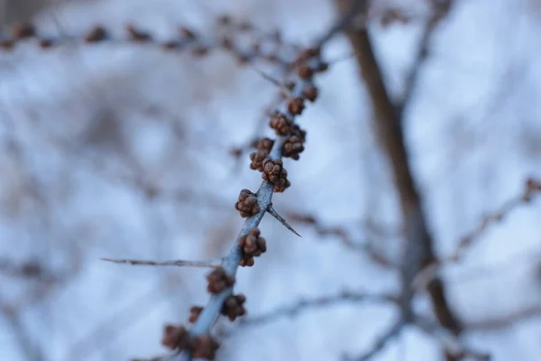 Frühlingsanfang Knospen Den Bäumen Öffnen Sich Laute Werden Grün Und — Stockfoto