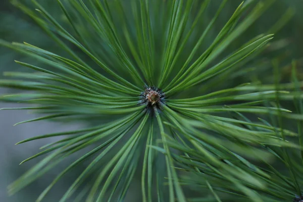 Början Våren Knoppar Träden Öppna Lutor Blir Gröna Och Naturen — Stockfoto