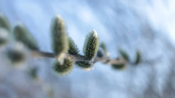 Unga Knoppar Och Gröna Blad Grenarna — Stockfoto