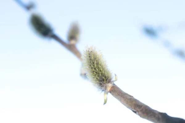 Junge Knospen Und Grüne Blätter Den Zweigen — Stockfoto