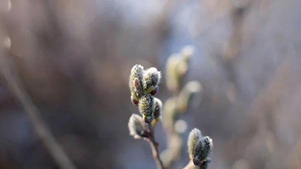 Inizio Della Primavera Germogli Sugli Alberi Aperti Liuti Diventano Verdi — Foto Stock