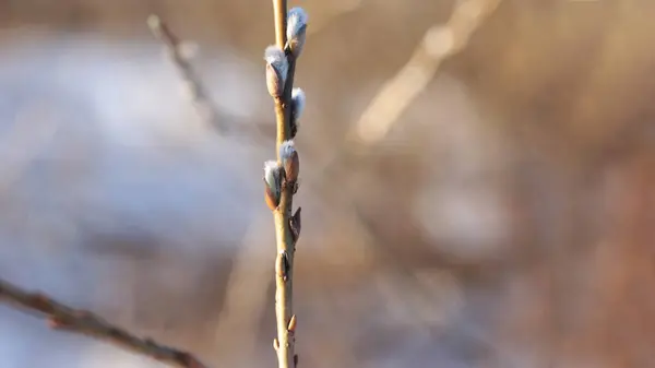 Początek Wiosny Pąki Drzewach Otwarte Lutnie Zielone Natura Budzi Się — Zdjęcie stockowe