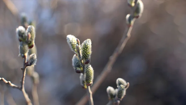 Början Våren Knoppar Träden Öppna Lutor Blir Gröna Och Naturen — Stockfoto