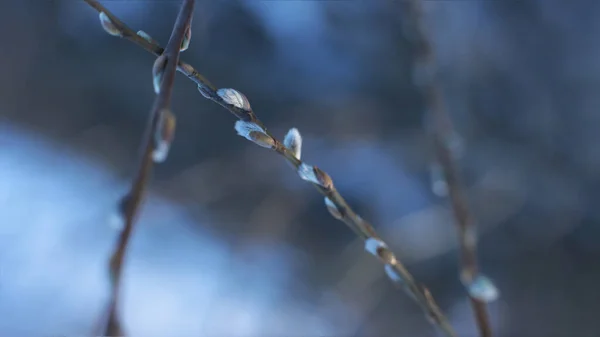 Början Våren Knoppar Träden Öppna Lutor Blir Gröna Och Naturen — Stockfoto