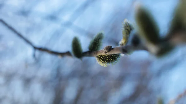 Beginning Spring Buds Trees Open Lutes Turn Green Nature Wakes — Stock Photo, Image