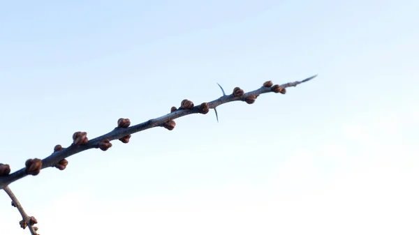 Beginning Spring Buds Trees Open Lutes Turn Green Nature Wakes — Stock Photo, Image