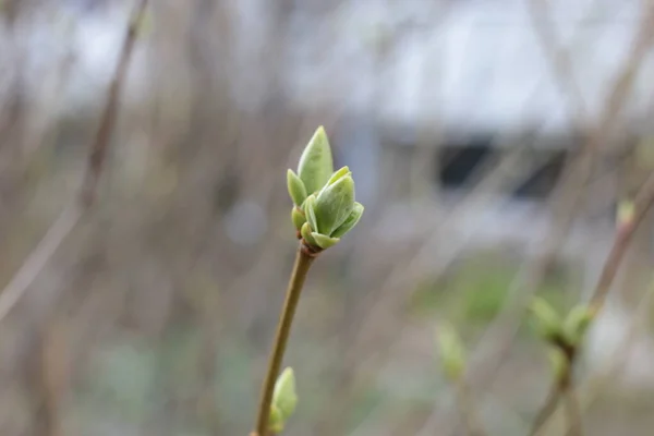 Comienzo Primavera Brotes Los Árboles Abiertos Laúdes Vuelven Verdes Naturaleza —  Fotos de Stock