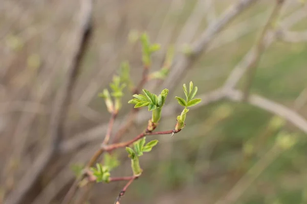 Comienzo Primavera Brotes Los Árboles Abiertos Laúdes Vuelven Verdes Naturaleza —  Fotos de Stock