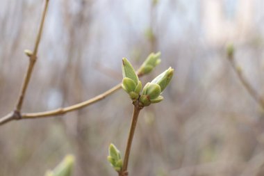 İlkbaharın başında, ağaçlarda tomurcuklar açılır, lütler yeşile döner ve doğa uyanır.