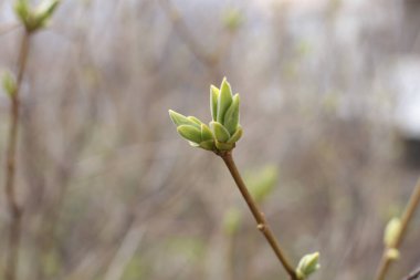 İlkbaharın başında, ağaçlarda tomurcuklar açılır, lütler yeşile döner ve doğa uyanır.