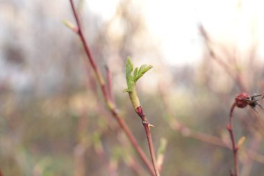 İlkbaharın başında, ağaçlarda tomurcuklar açılır, lütler yeşile döner ve doğa uyanır.