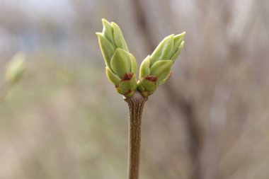 İlkbaharın başında, ağaçlarda tomurcuklar açılır, lütler yeşile döner ve doğa uyanır.
