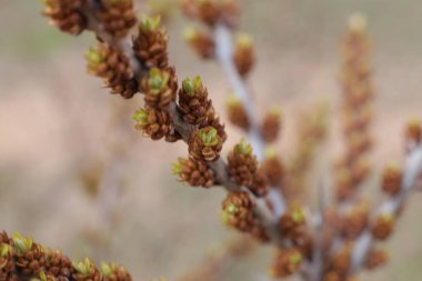 İlkbaharın başında, ağaçlarda tomurcuklar açılır, lütler yeşile döner ve doğa uyanır.