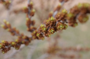 İlkbaharın başında, ağaçlarda tomurcuklar açılır, lütler yeşile döner ve doğa uyanır.
