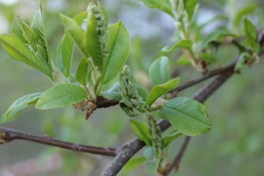 İlkbaharın başında, ağaçlarda tomurcuklar açılır, lütler yeşile döner ve doğa uyanır.