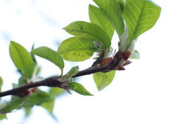 İlkbaharın başında, ağaçlarda tomurcuklar açılır, lütler yeşile döner ve doğa uyanır.