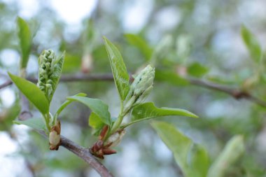 İlkbaharın başında, ağaçlarda tomurcuklar açılır, lütler yeşile döner ve doğa uyanır.