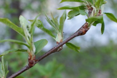 İlkbaharın başında, ağaçlarda tomurcuklar açılır, lütler yeşile döner ve doğa uyanır.