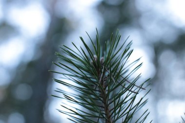 İlkbaharın başında, ağaçlarda tomurcuklar açılır, lütler yeşile döner ve doğa uyanır.