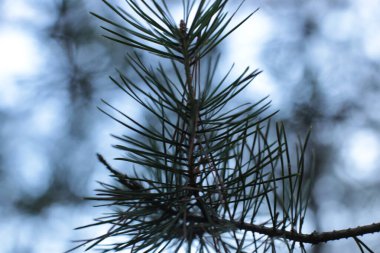 İlkbaharın başında, ağaçlarda tomurcuklar açılır, lütler yeşile döner ve doğa uyanır.