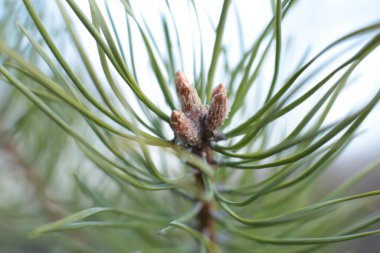 İlkbaharın başında, ağaçlarda tomurcuklar açılır, lütler yeşile döner ve doğa uyanır.
