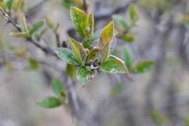 Genç tomurcuklar ve dallarda yeşil yapraklar