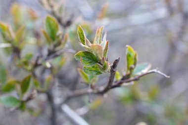 Genç tomurcuklar ve dallarda yeşil yapraklar
