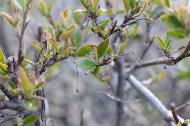 Genç tomurcuklar ve dallarda yeşil yapraklar