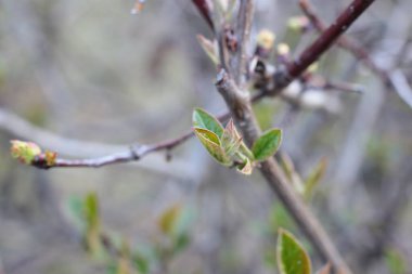 Genç tomurcuklar ve dallarda yeşil yapraklar