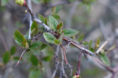 Genç tomurcuklar ve dallarda yeşil yapraklar