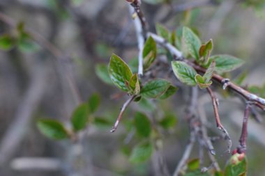 Genç tomurcuklar ve dallarda yeşil yapraklar