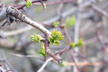 Genç tomurcuklar ve dallarda yeşil yapraklar